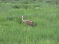 Sandhill Crane